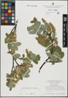 Foto von Salix hastata L.